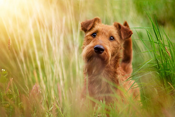 Irish Terrier Hunderasse Portrait in Wiese