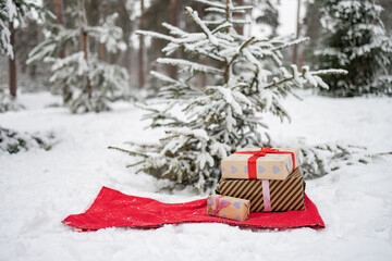 gift boxes and fir tree on snow in winter forest. 