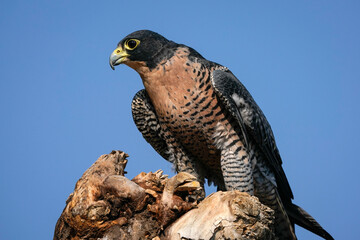 Pergrine Falcon Portrait