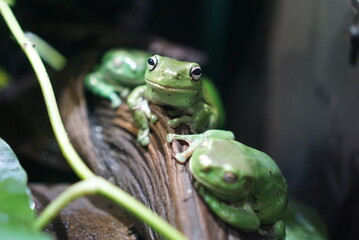  Green frogs nature