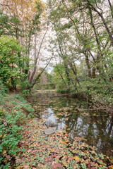 Fototapeta na wymiar El frío agua de la montaña con las verdes y marrones hojas caídas de los diferentes árboles que lo rodean sobre la superficie del río.