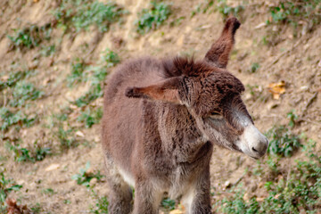 Fototapeta premium Burro marrón sacudiendo la cabeza para espantar a las molestas moscas que lo siguen con su suave pelaje y sus largas orejas.