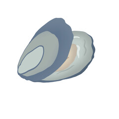 oyster from the sea. illustration of fresh oyster shell. isolated