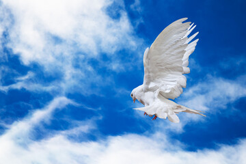 Dove in the air with wings wide open in-front of the sky