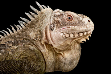 Lesser Antillean Iguana (Iguana delicatissima)