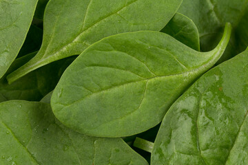 Green spinach on a white background