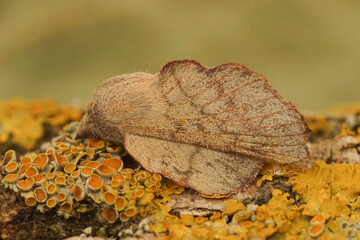 Closeup of the Cork-oak Lappet moth, Phyllodesma suberifolia