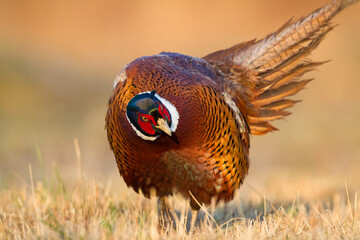 Common pheasant Phasianus colchius Ring-necked pheasant in natural habitat, grassland in early winter	
