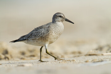 Shorebird - juvenile Calidris canutus, Red Knot on the Baltic Sea shore, migratory bird Poland Europe