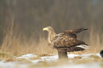 Majestic predator White-tailed eagle, Haliaeetus albicilla in Poland wild nature	
