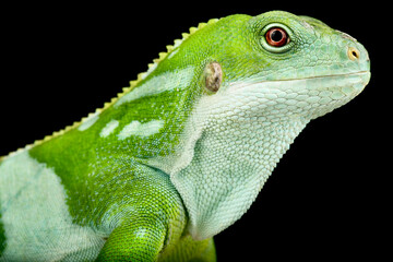 Central Fijian Banded Iguana  (Brachylophus bulabula)