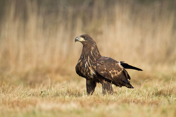 Majestic predator White-tailed eagle, Haliaeetus albicilla in Poland wild nature	
