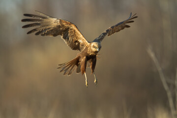 Flying Birds of prey Marsh harrier Circus aeruginosus, hunting time Poland Europe	
