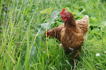 Two speckled hens walk in the green grass