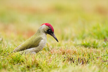 Bird - green woodpecker Picus viridis on the ground, bird looking for food, wildlife Poland Europe