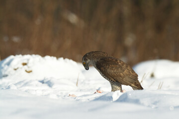 Birds of prey Goshawk Accipiter gentilis juvenile bird hunting time Poland Europe