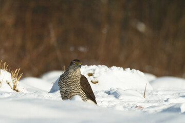 Birds of prey Goshawk Accipiter gentilis juvenile bird hunting time Poland Europe