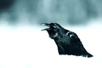 beautiful raven Corvus corax sitting on the branch North Poland Europe, old vintage filters - halloween