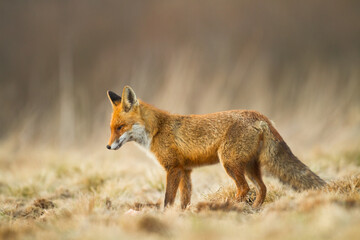 Fox Vulpes vulpes in autumn scenery, Poland Europe, animal walking among autumn meadow
