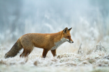 Fox Vulpes vulpes in autumn scenery, Poland Europe, animal walking among autumn meadow