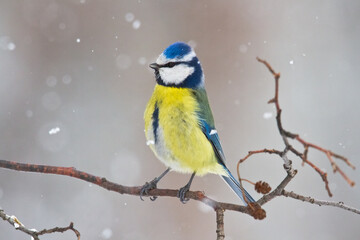 Naklejka premium Bird - Blue Tit Cyanistes caeruleus perched on tree 