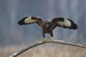 landing Common buzzard Buteo buteo in the fields in winter snow, buzzards in natural habitat, hawk bird on the ground, predatory bird close up winter bird