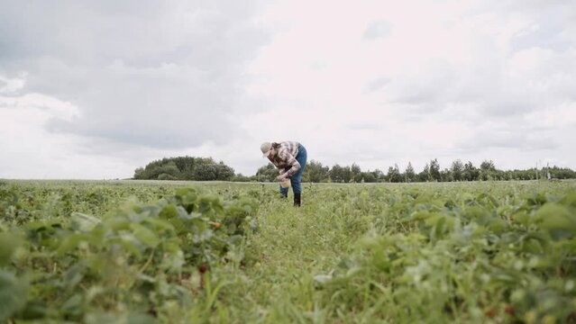 Young woman in jeans and plaid shirt leans near berry bushes and picks ripe strawberries into a basket, wide shot. Berry picker works in green field at the harvest.