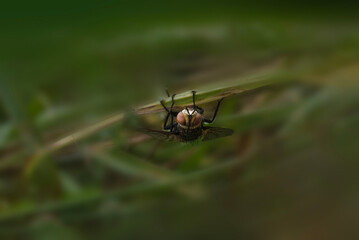 Black big fly on the grass