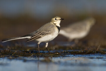 Bird white wagtail Motacilla alba small bird with long tail on light brown background, Poland Europe	
