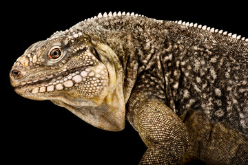 Exuma Island iguana (Cyclura figginsi)