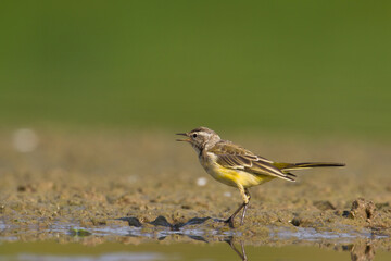 Small bird Yellow Wagtail sitting on tree male Motacilla flava