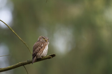 Pygmy owl Glaucidium passerinum little owl natural dark forest north parts of Poland Europe