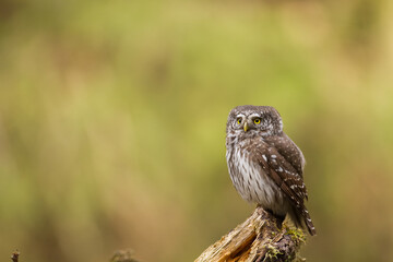Pygmy owl Glaucidium passerinum little owl natural dark forest north parts of Poland Europe