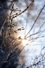 Winter solstice in snowy forest or park natural scene. Hibernal solstice. Sparkling snow in the...