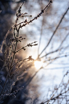 Winter Solstice In Snowy Forest Or Park Natural Scene. Hibernal Solstice. Sparkling Snow In The Snowy Forest And Low Sun