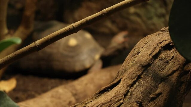 closeup turtle is yawning next to a wooden log on a dark background. the turtle opens its mouth wide. footage, free space