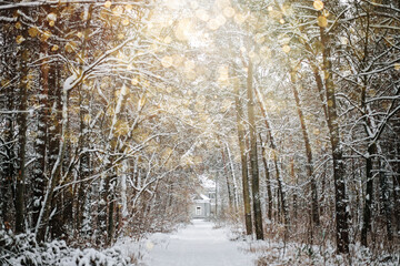 Winter solstice in snowy forest or park natural scene. Hibernal solstice. Sparkling snow in the...