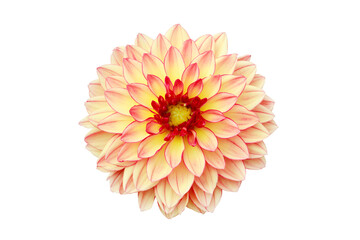 Blooming Beige Dahlia Flower Isolated on White Background with C