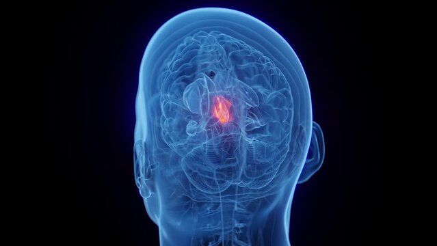 3D medical animation of a man's thalamus