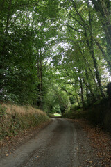 Fototapeta na wymiar Countryside around Plougonven - Morlaix - Finistere - Bretagne - France
