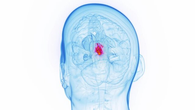3D medical animation of a man's thalamus