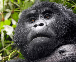 Gorillas - Bwindi Impenetrable Forest Nat. Park - Uganda