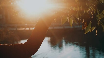 Close up of woman hand touching and caress autumn leaves. People enjoy and love nature and outdoor leisure activity alone.Sunset time in autumnal season park with sun in backlight. Environment