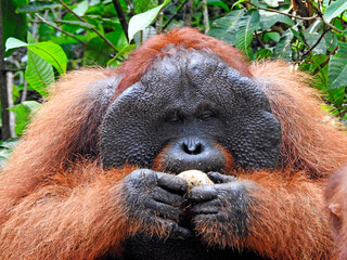 Fototapeta premium Male Orangutan - island of Borneo - Indonesia