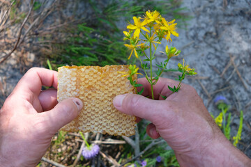 Fototapeta premium The honeycomb in man's hands. Honey plants.