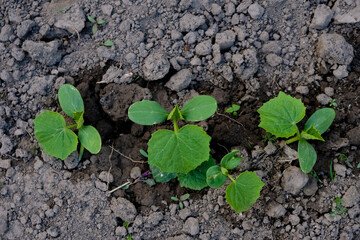 Cucumber plants grow in the vegetable garden. Care, watering, fertilizing. Top view. 