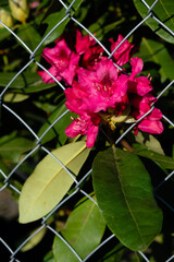 Small Red Oleander bush behind a metal grid. Place of sale of plants for landscaping and design.