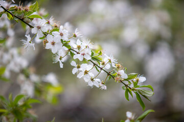 Plants flowers and trees, natural nature background.