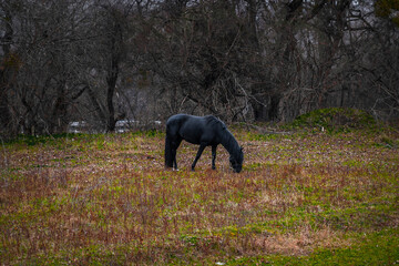 A horse on a background of yellow and red autumn trees. A black horse standing against the background of a colorful autumn forest. A horse in the field in autumn.