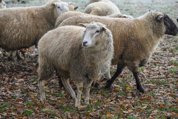 Schafe an einem frostigen Morgen im Münsterland